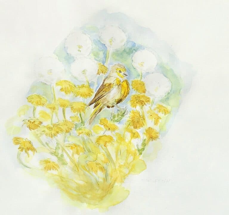 marica arrighi-aquarelle oiseau-Je suis serin, tu es serin- -aquarelle originale