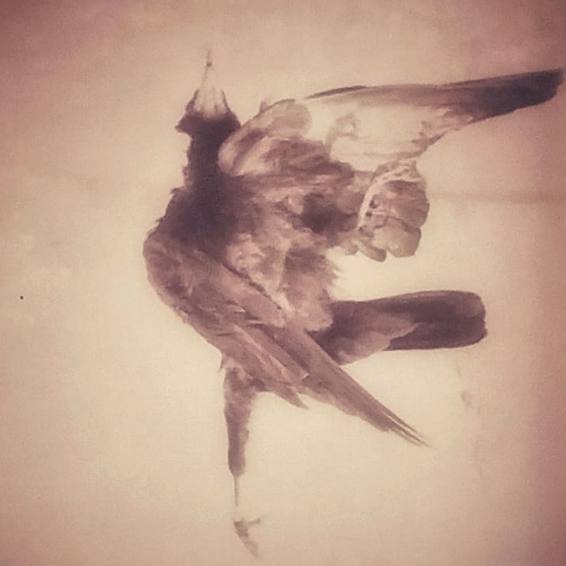 Photo installation photo de MarikAA - artiste ecolgie- nature morte oiseau